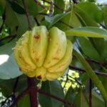 Garcinia cambogia