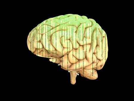 human brain