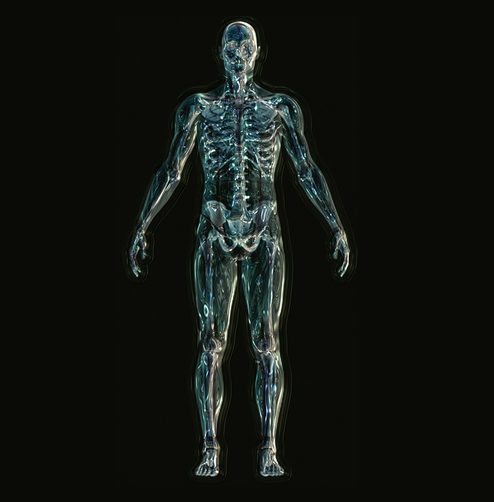 human body 