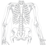 Skeleton