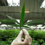 Leaf of marijuana