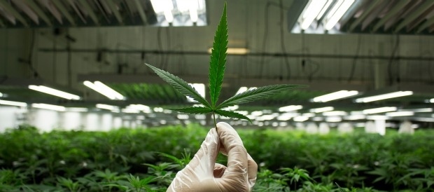 Leaf of marijuana