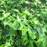 Sea weed