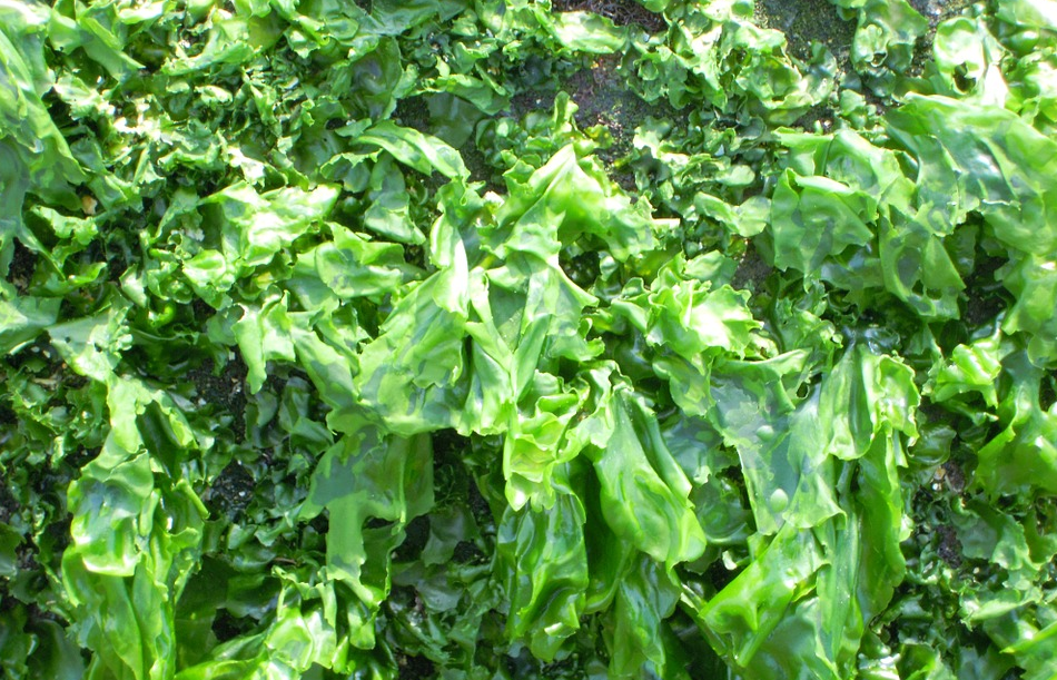 Sea weed